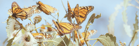 Newsletter Header 2 (1)