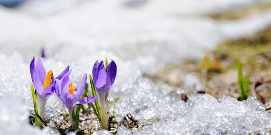 flowers in snow