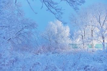 Winter garden during the snowfall